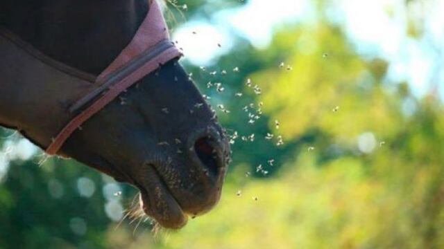 Preocupación por la encefalitis equina: un caso confirmado en Tandil