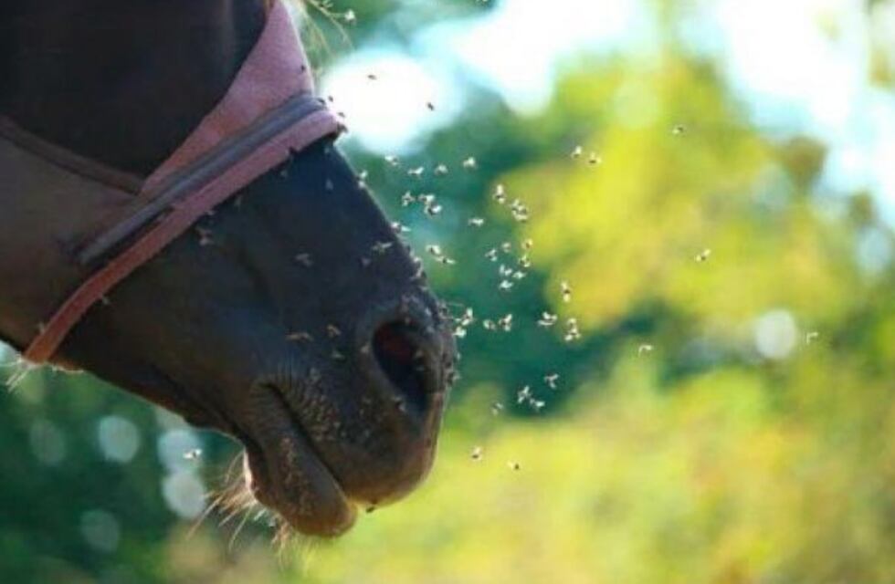 Qué es la encefalitis equina y por qué no deberías dejar que los mosquitos te piquen