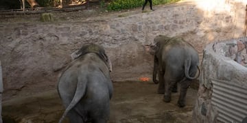 Gracias a la apertura del puente Tancredo Neves dos elefantas cruzarán para ir a un Santuario en Brasil