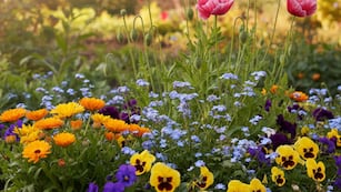 Cuáles son las tres plantas que se siembran en octubre y florecen en verano