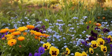 Cuáles son las tres plantas que se siembran en octubre y florecen en verano