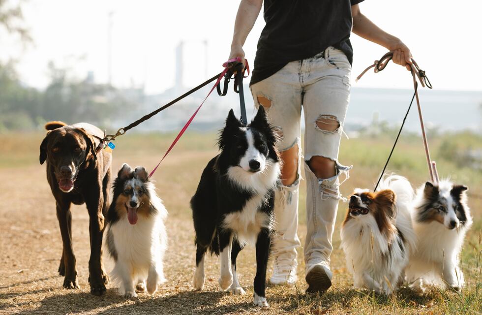 El Centro de Adopciones busca salteños para sacar a pasear a sus perros