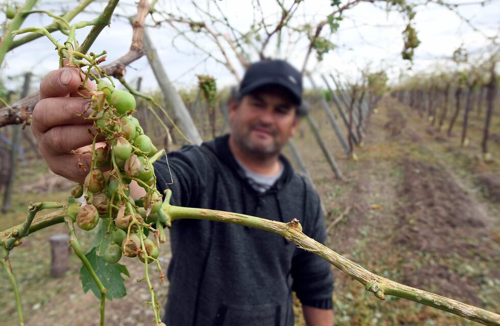 Comenzó el pago del Seguro Agrícola