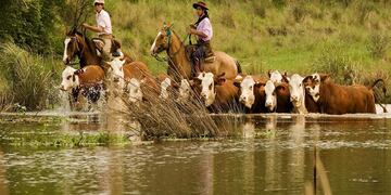 Inundaciones: Entre Ríos toma medidas de evacuación de la hacienda frente a la crecida del Río Paraná