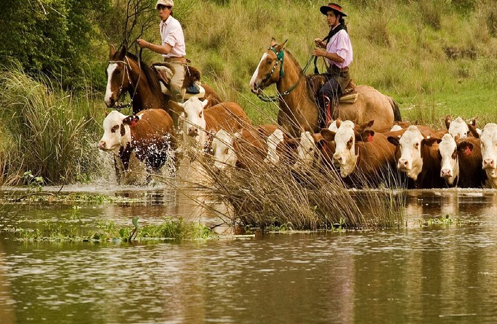 Entre Ríos toma medidas de evacuación de la hacienda frente a la crecida del Río Paraná