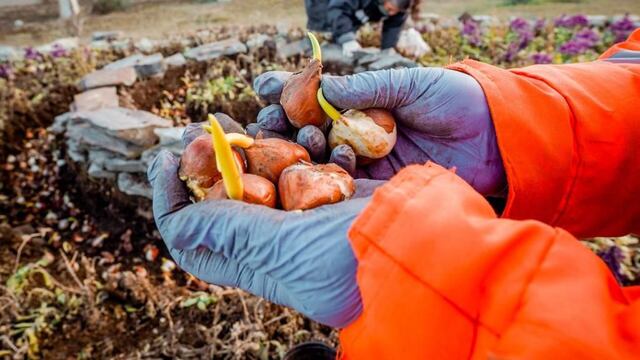 Baiocchi, explicó que “comenzamos con los trabajos de embellecimiento en el ingreso a la ciudad, colocando arbustos y sembrando tulipanes de cara a la temporada de verano”.