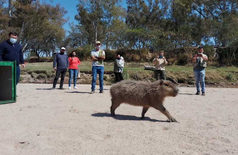 Policía Ambiental liberó un carpincho y 60 aves en El Puente de Marull