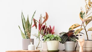 No las pongas en tu casa: estas 4 plantas traen mala suerte, según el Feng Shui