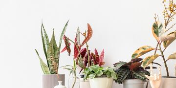 No las pongas en tu casa: estas 4 plantas traen mala suerte, según el Feng Shui