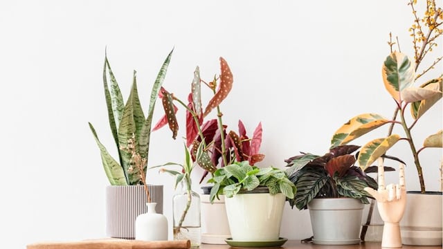 No las pongas en tu casa: estas 4 plantas traen mala suerte, según el Feng Shui