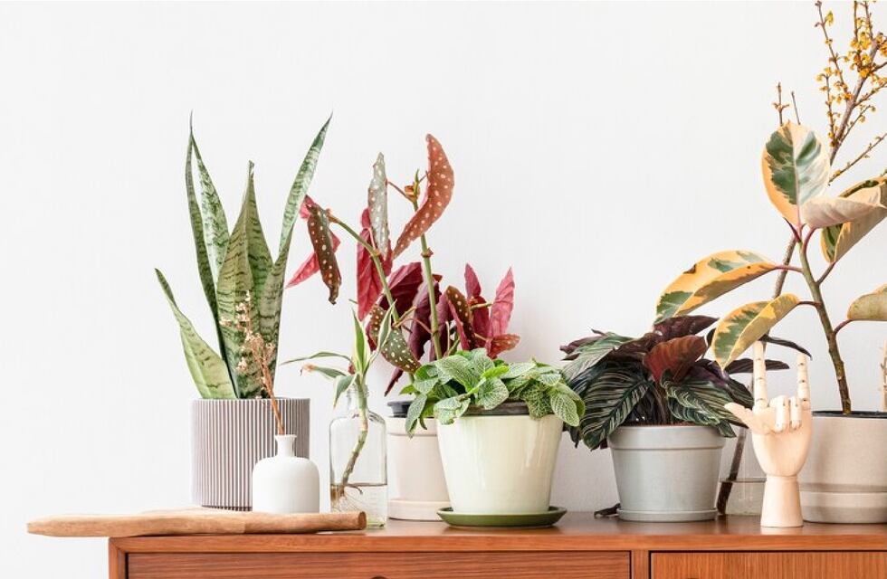 No las pongas en tu casa: estas 4 plantas traen mala suerte, según el Feng Shui