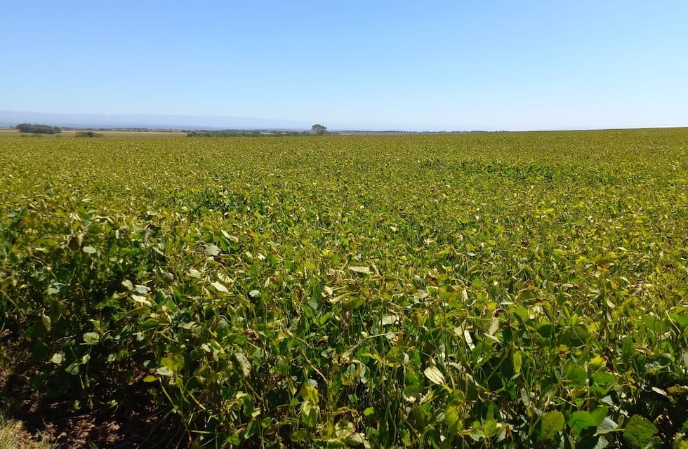 Denunciaron a un reconocido productor de Córdoba por una presunta estafa millonaria