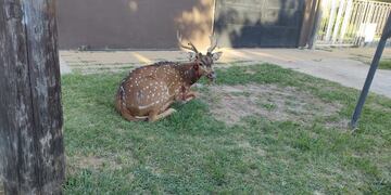 El axis fue hallado cerca de la esquina de Ruperto Godoy y Las Heras. (@lucasepayetta)