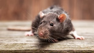 Es una enfermedad posiblemente letal que se contagia por roedores. Fuente: Depositphotos