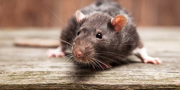 Es una enfermedad posiblemente letal que se contagia por roedores. Fuente: Depositphotos