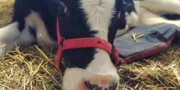 Río Cuarto. "Majo", la ternera que fue operada de una luxación en la cadera (Gentileza Facultad de Agronomía y Veterinaria).