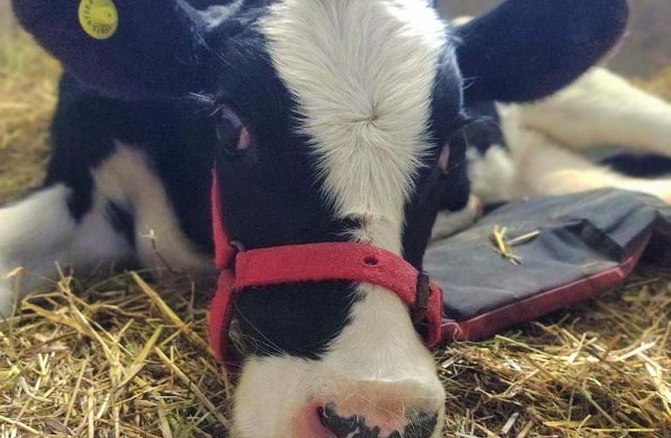Río Cuarto: una cirugía inédita le devolvió la posibilidad de caminar a una ternera