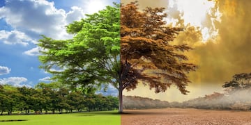 Si queremos Bienestar Humano debemos mirar al Medio Ambiente
