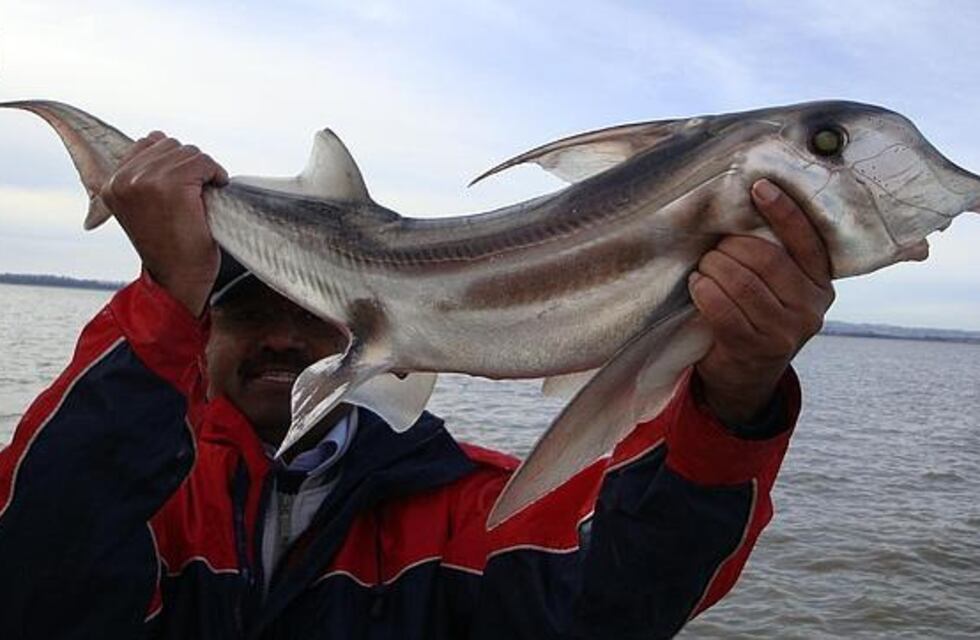 Inédito: capturaron un tiburón elefante en las costas de Tierra del Fuego