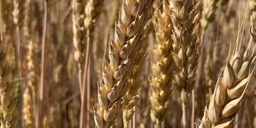 Entre Ríos romperá récords de producción de trigo.