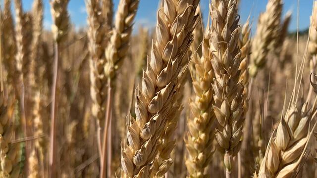 Entre Ríos romperá récords de producción de trigo.
