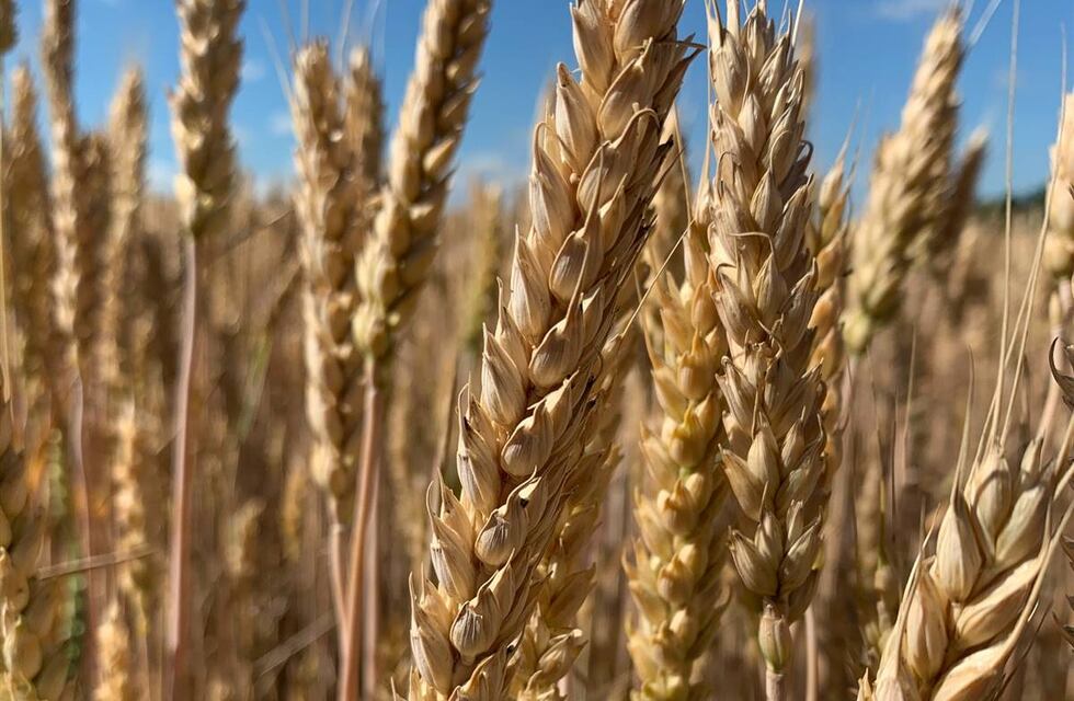 Entre Ríos producirá 1,8 millones de toneladas de trigo