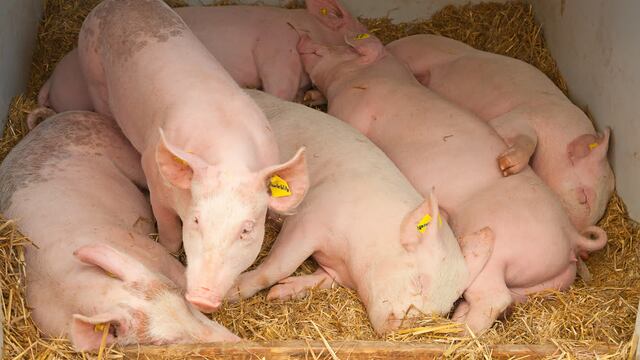 Cerdos imagen ilustrativa (Gentileza Iica)