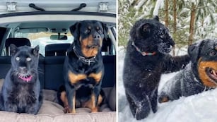 Una pantera se convirtió en mascota