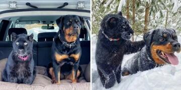 Una pantera se convirtió en mascota