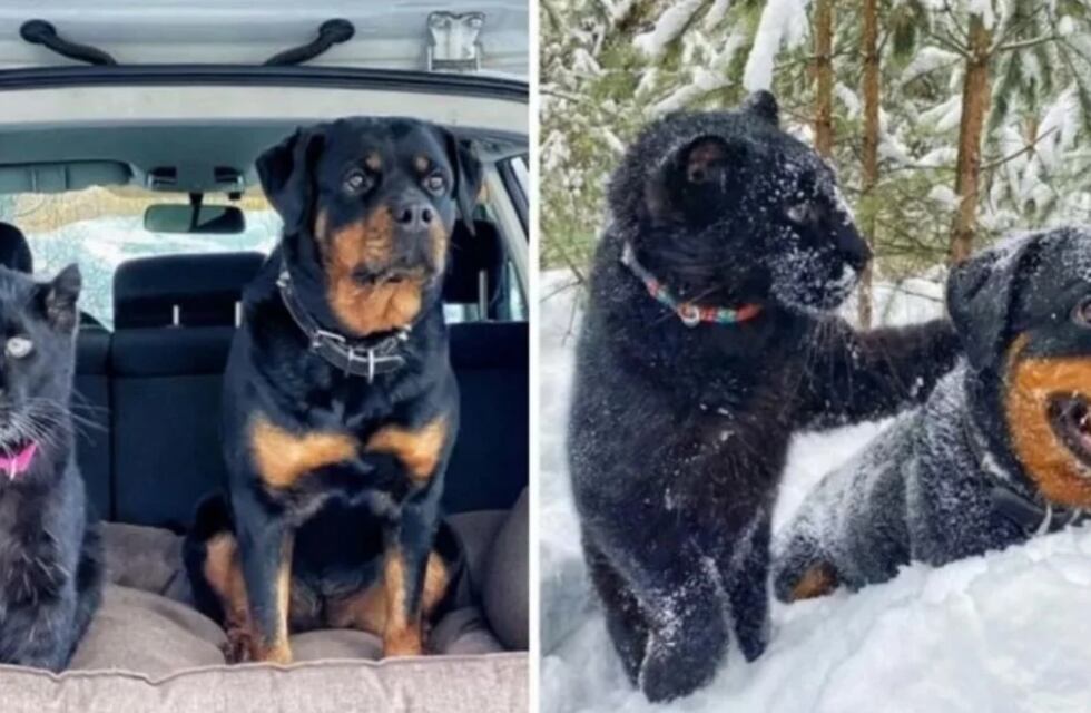 Adoptó una pantera sin saber y ahora se convirtió en su mascota