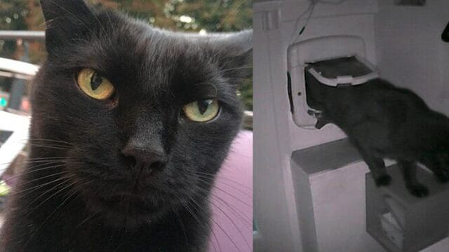 Quién es Pepito y por qué todo el mundo se pregunta dónde está en Twitter.