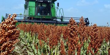 Cosecha de sorgo