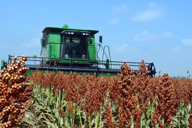 Cosecha de sorgo