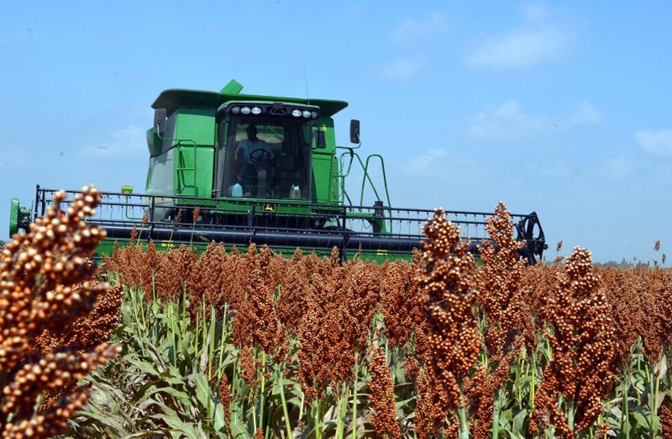 Campaña mas que buena para el sorgo granífero 2020/2021