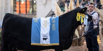 Exhibición de toros campeones en la Fiesta Provincial del Trigo