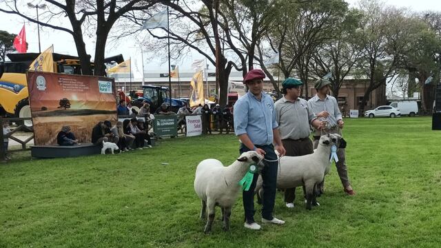 Las ovejas dirán nuevamente presente en la ExpoRural de Rafaela