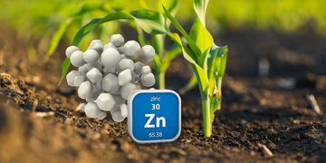 Zinc en cultivos, mejora en la calidad de las raíces y su tamaño.