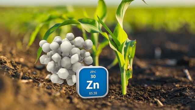 Zinc en cultivos, mejora en la calidad de las raíces y su tamaño.