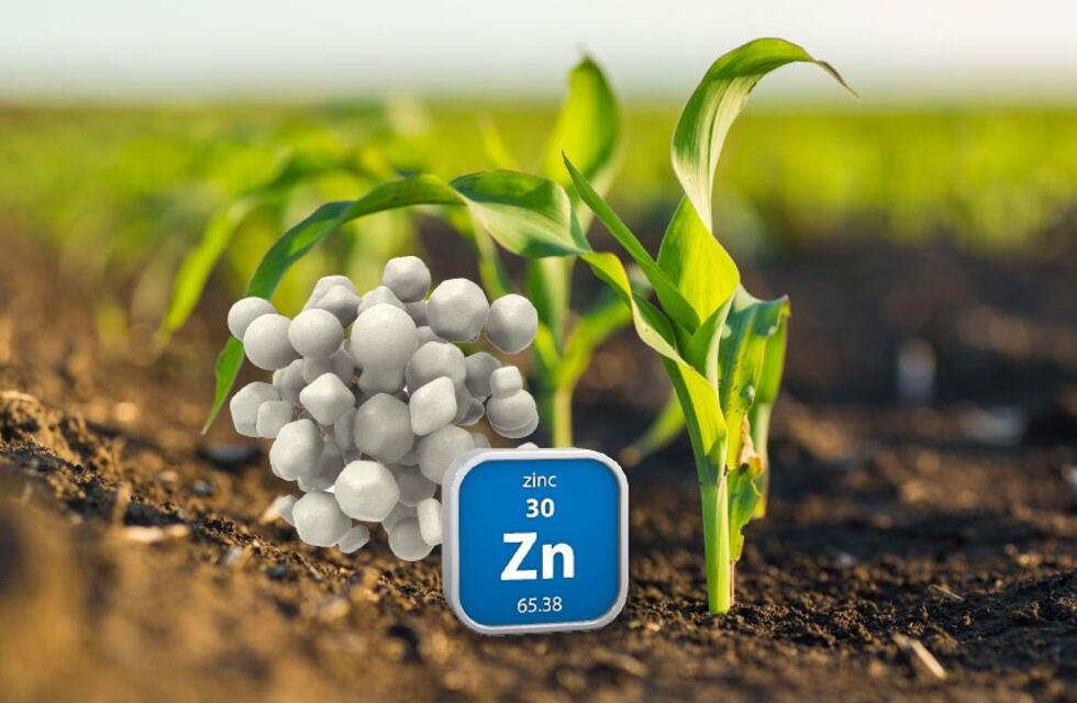 El Zinc en las implantaciones de los cultivos