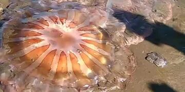 La medusa gigante encontrada en las playas de Mar del Plata. Foto: Gentileza: 0223.