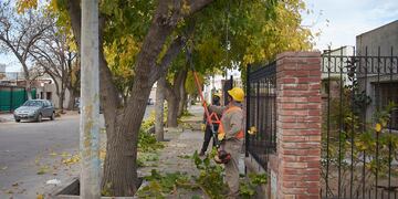 El operativo de poda se realizará la semana entrante en el casco céntrico de Alvear.