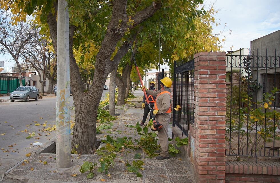Alvear: poda en el casco céntrico y prestación de servicios en el feriado