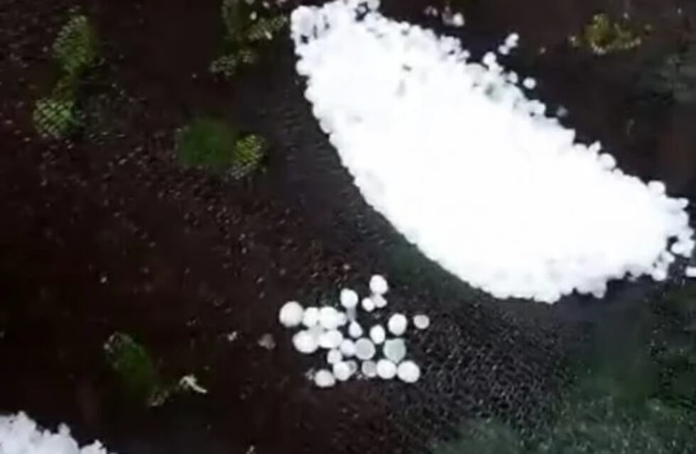 Fuerte caída de granizo en Andresito amenaza la producción de verduras y frutas