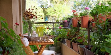 Flores para plantas en balcones