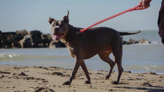 El equipo de la vacunación antirrábica continúa visitando distintos barrios de nuestra ciudad.