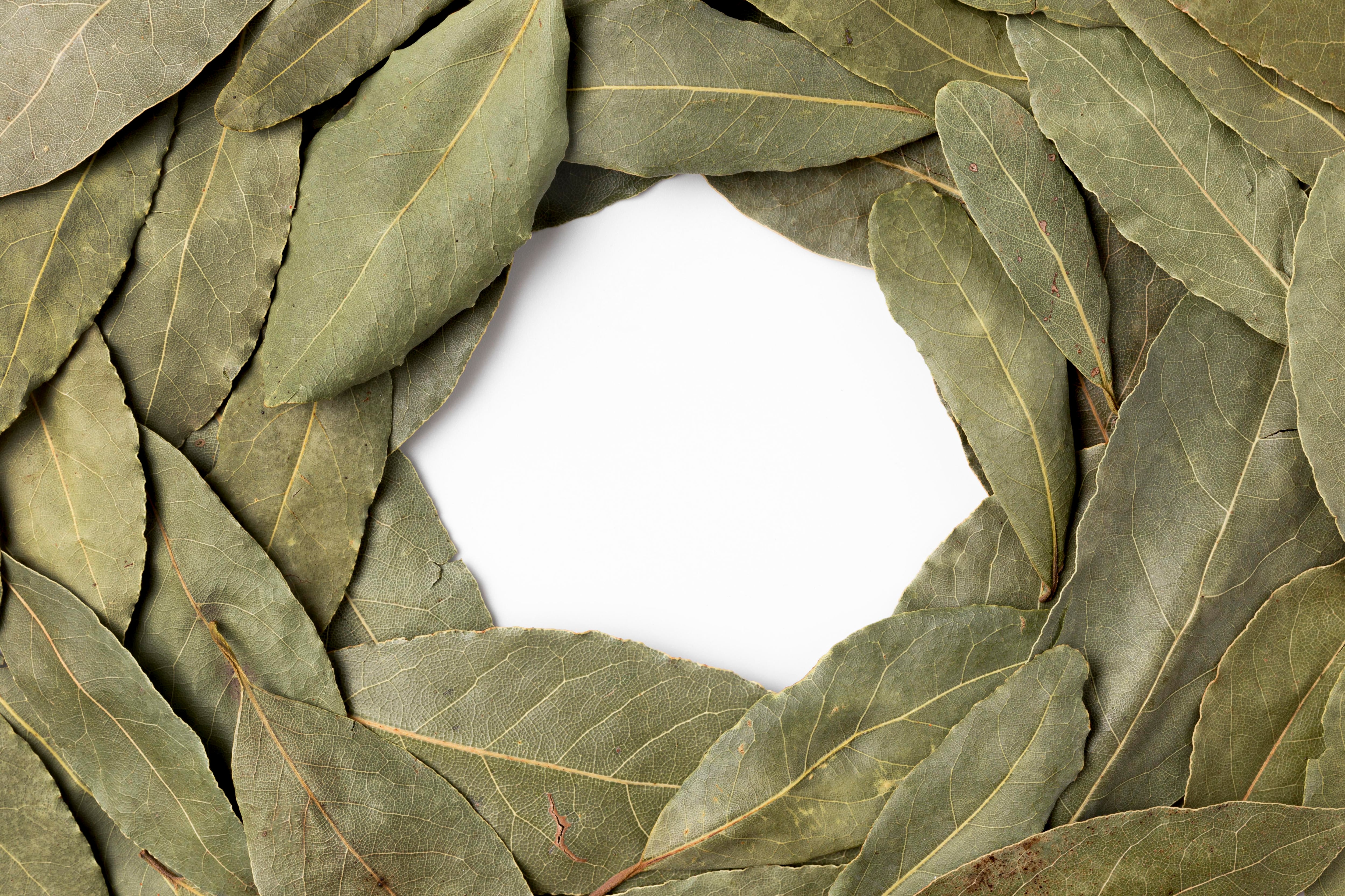 El poder del laurel: cómo atraer dinero y prosperidad según el Feng Shui