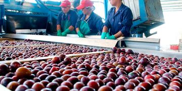 El gobierno lanzó importantes beneficios para los productores e industriales de ciruela en la Provincia. Gentileza Gobierno de Mendoza