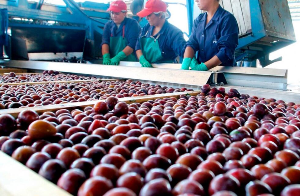 Financiarán a productores de ciruelas que incorporen tecnología
