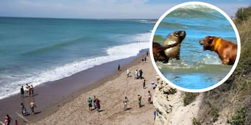 Perros atacaron a un lobo marino en una playa de Río Negro: su dueño deberá pagar una abultada multa.