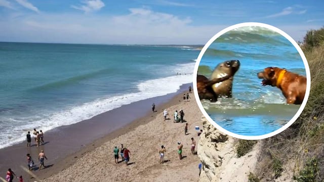 Perros atacaron a un lobo marino en una playa de Río Negro: su dueño deberá pagar una abultada multa.